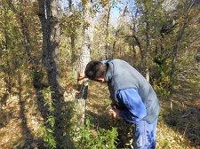 Los aprovechamientos forestales adjudicados en 2013 permiten a la Comunidad de Villa y Tierra de Sepúlveda mantener el nivel de servicios