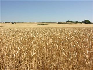 La Unión de Campesinos estima la reducción de la cosecha de cereal en la provincia en un 50%