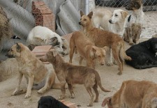 El PACMA pretende denunciar a la Diputación por la adjudicación del servicio de recogida de animales